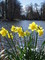 Photo of daffodils by lke